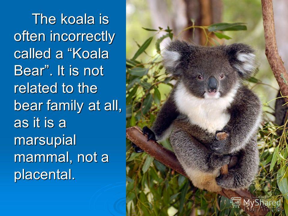The koala is often incorrectly called a Koala Bear. It is not related to the bear family at all, as it is a marsupial mammal, not a placental.