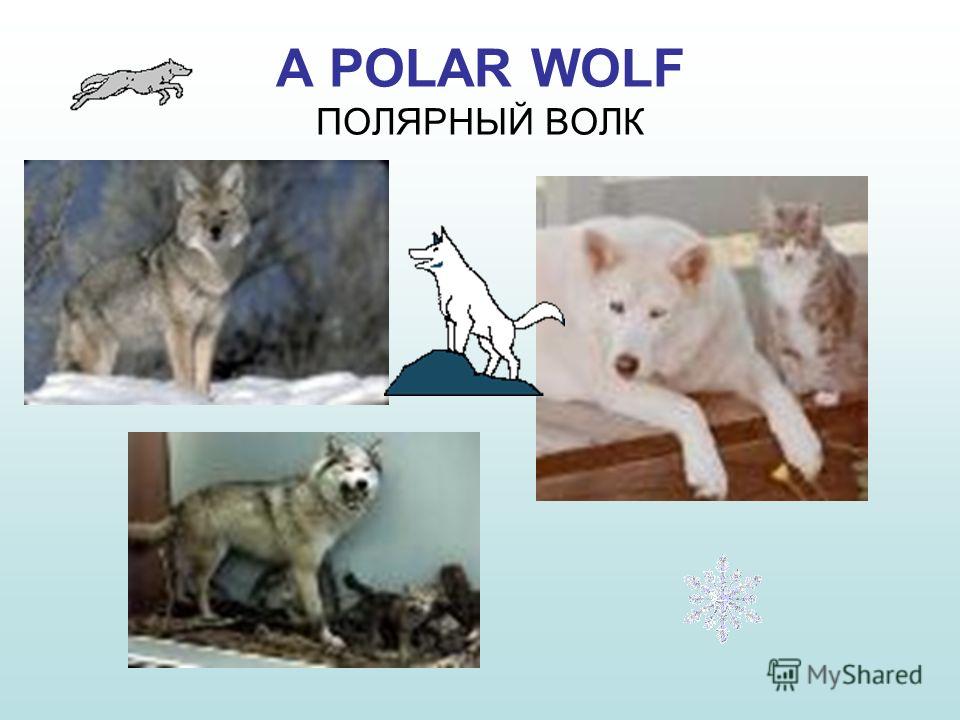 Скачать видео Природа Красноярский Край - картинка 2