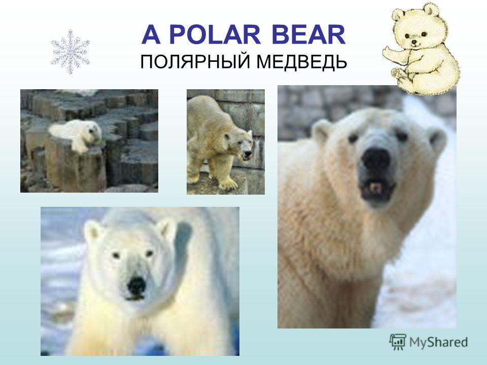 Скачать видео Природа Красноярский Край