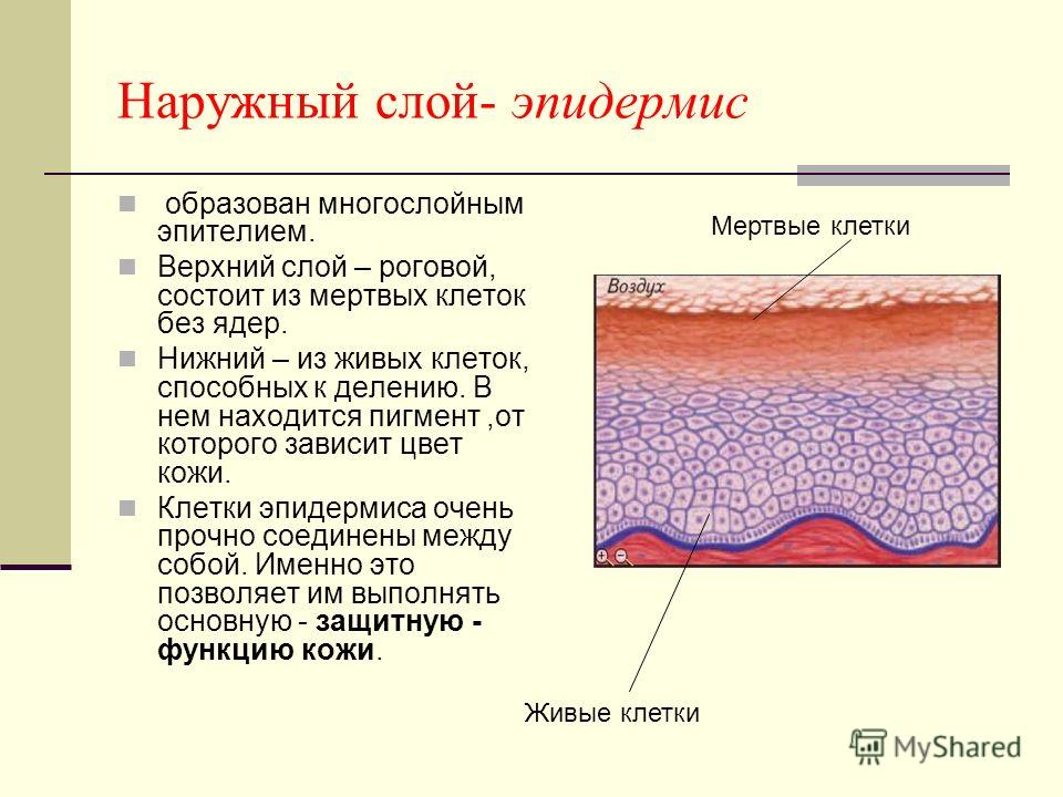 Из чего состоит клетка кожи человека Из чего состоит клетка кожи человека