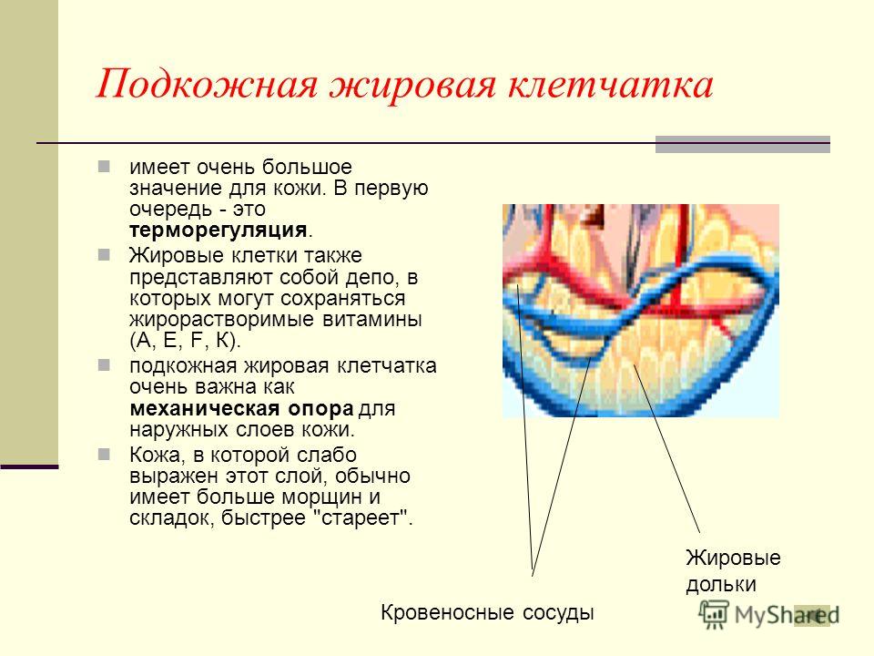 Кожа и подкожная клетчатка презентация Кожа и подкожная клетчатка презентация