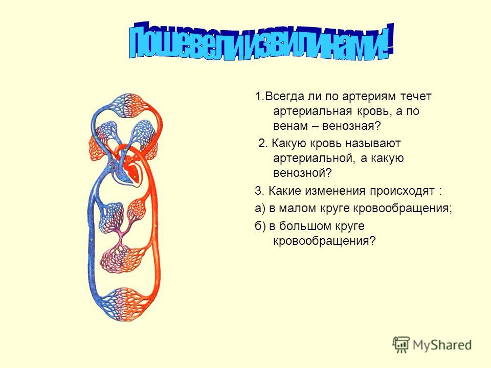Как лечить варикоз нижних конечностей