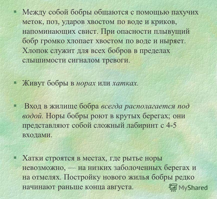 Картинки бобры в осенней листве Картинки бобры в осенней листве
