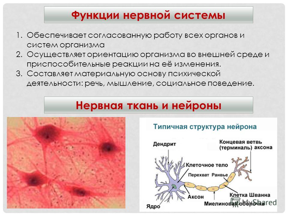 Функции нервной системы Нервная ткань и нейроны 1.Обеспечивает согласованную работу всех органов и систем организма 2.Осуществляет ориентацию организма во внешней среде и приспособительные реакции на её изменения. 3.Составляет материальную основу пси