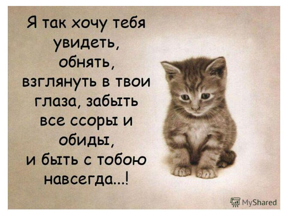 Про кошечек стих Про кошечек стих