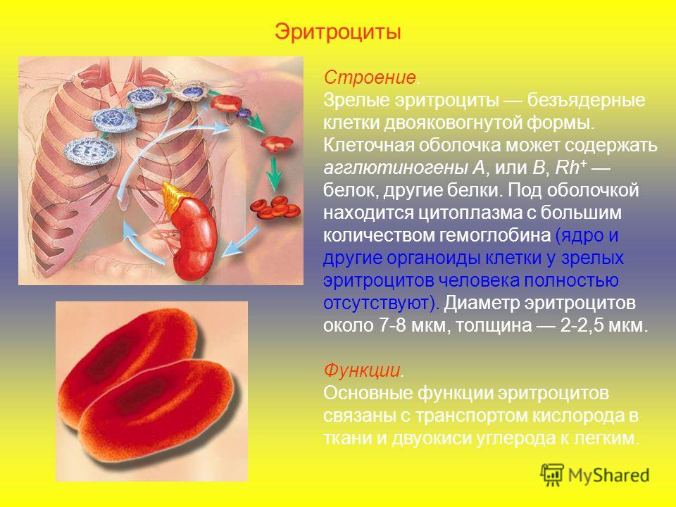 Объясните почему зрелые эритроциты не могут синтезировать белки Объясните почему зрелые эритроциты не могут синтезировать белки