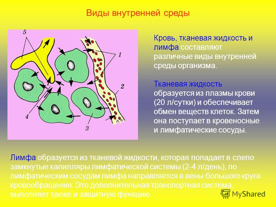 Как связаны кровь лимфа и тканевая жидкость Как связаны кровь лимфа и тканевая жидкость