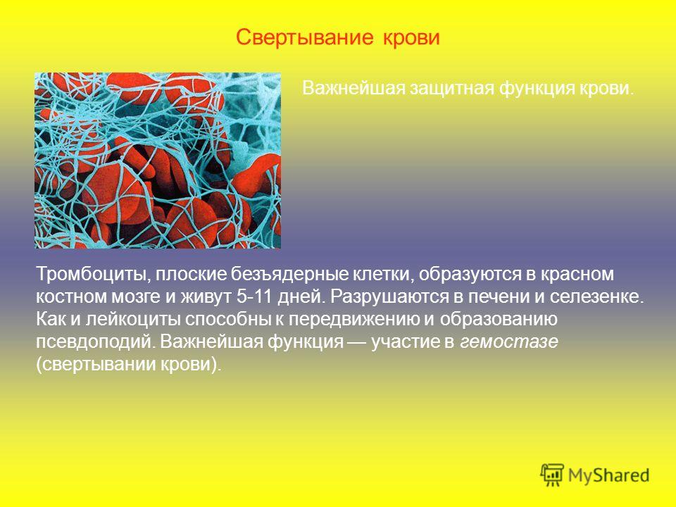 Свёртывание крови связано с выработкой Свёртывание крови связано с выработкой