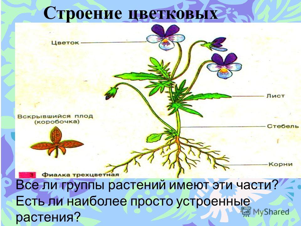 Цветковое растение сообщение 6 класса с картинкой