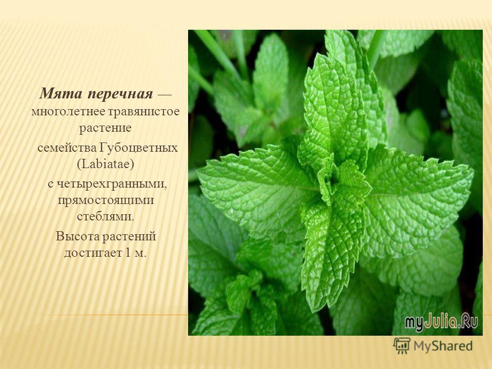 Каланхоэ паспорт растения