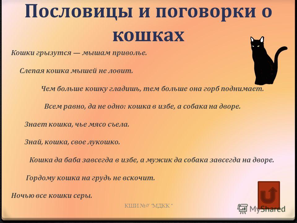 Кошачьи пословицы Кошачьи пословицы