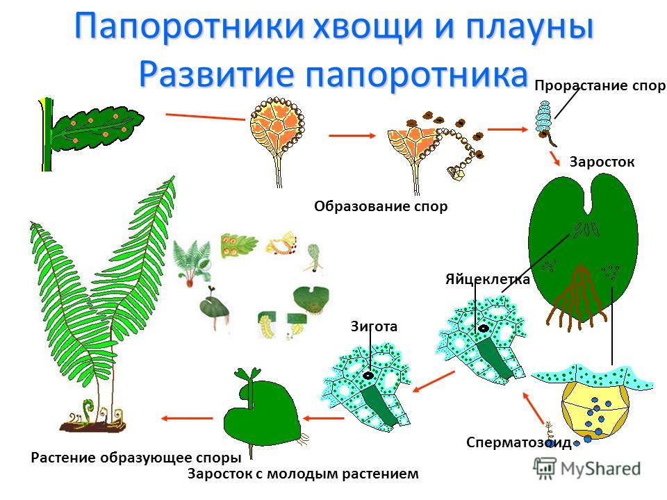 Класс папоротник хвощи плауны урок биологии доклад