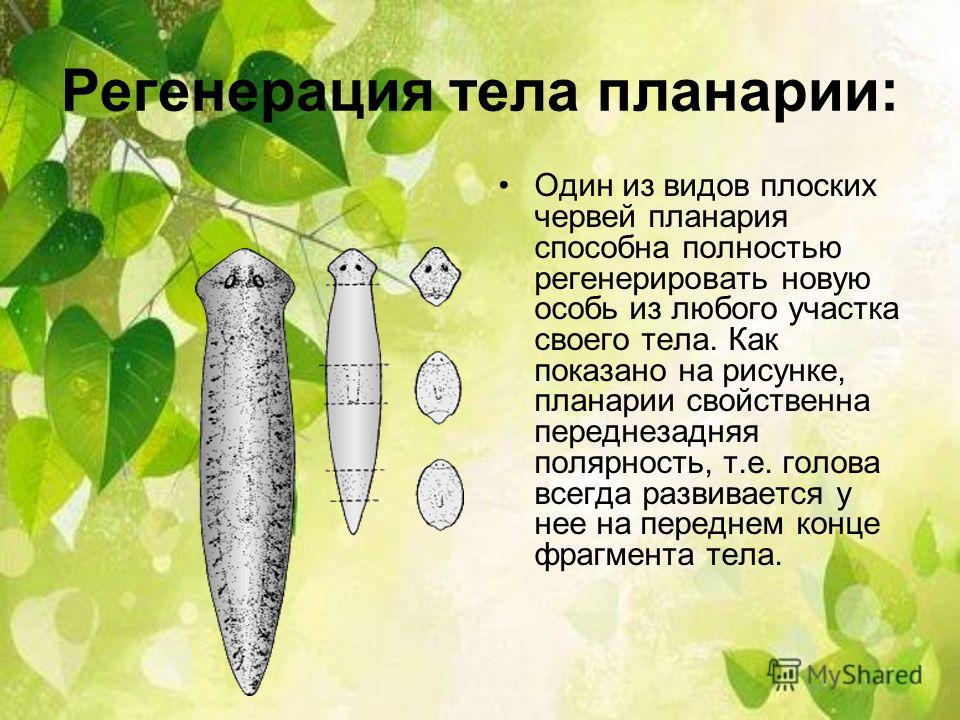 паразиты обитающие в человеке паразиты обитающие в человеке