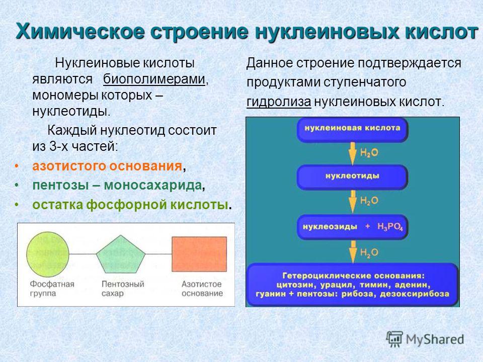 Доклад по биологии на тему нуклеиновые кислоты 5550