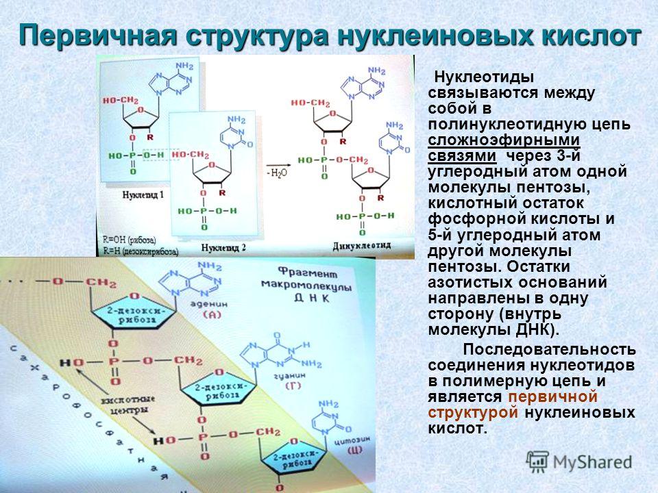 Реферат На Тему Белки И Нуклеиновые Кислоты