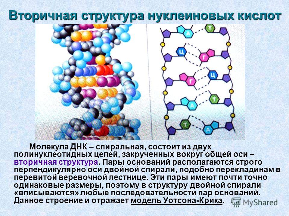 Курсовая работа по теме Структурная организация молекул нуклеиновых кислот