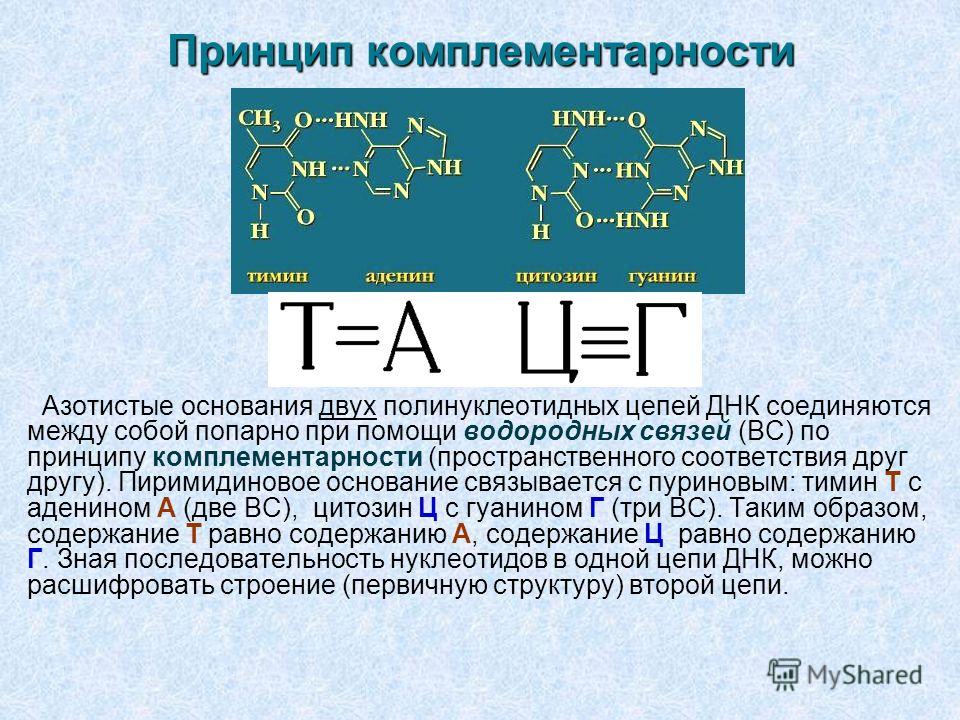 В молекуле днк по принципу комплементарности аденин связан В молекуле днк по принципу комплементарности аденин связан