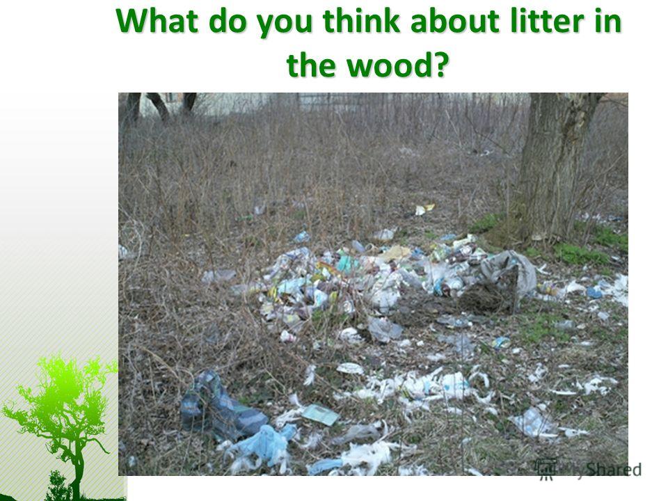 What do you think about litter in the wood?