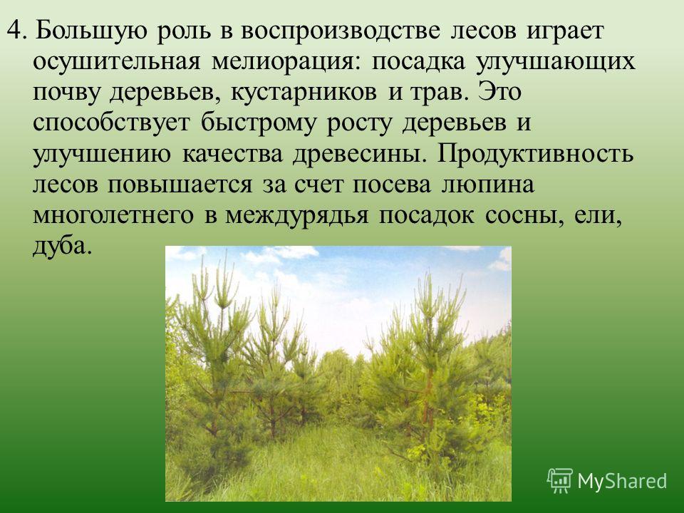 Как правильно сажать плодовые деревья осенью В саду (Огород. ru) Когда лучше сажать плодовые деревья: секреты старого садовода