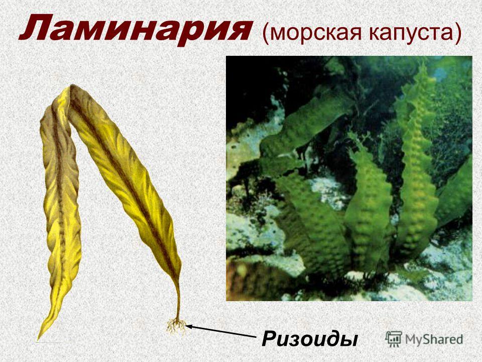 Ламинария (морская капуста) Ризоиды