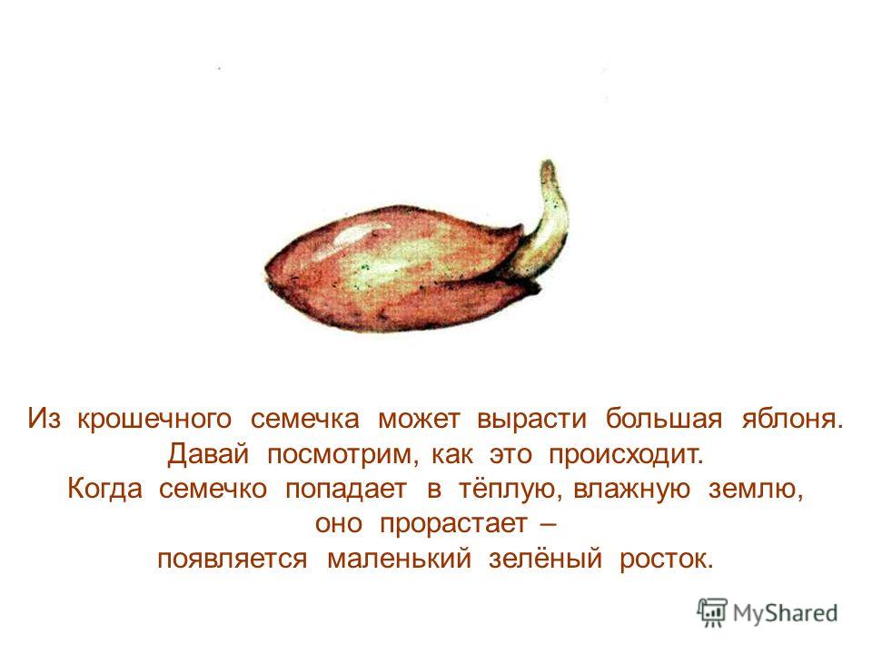 Как вырастить яблоню из семечек в домашних условиях Как вырастить яблоню из семечек в домашних условиях