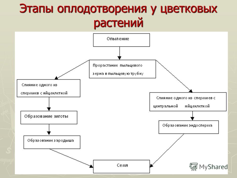 Отзывы о роддоме Роддом больницы 7, Архангельск - Страна Невероятные полезные свойства мушмулы