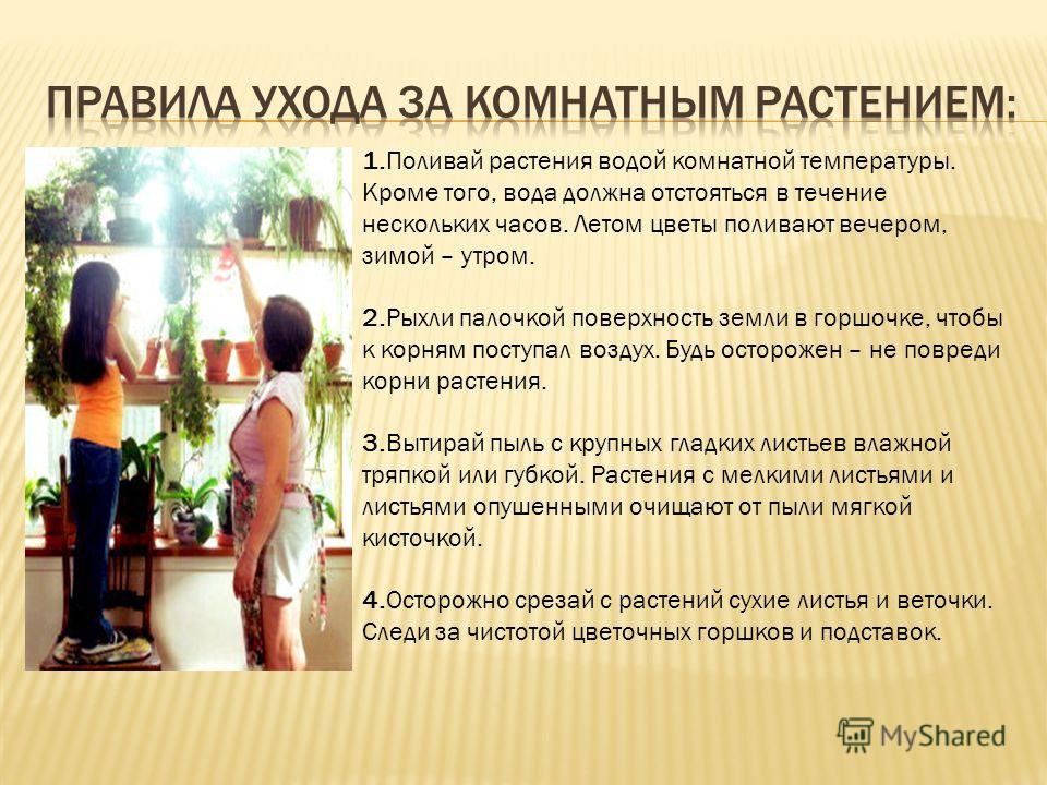 2кл уход за кнатными растениями презентация 2кл уход за кнатными растениями презентация