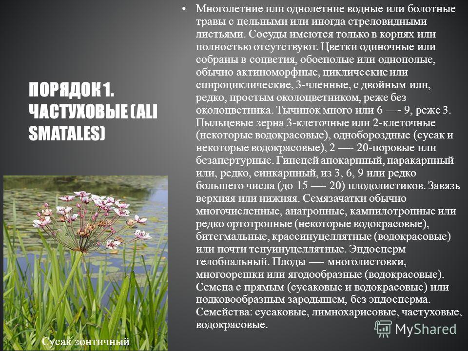 В цветках однополые или обоеполые В цветках однополые или обоеполые