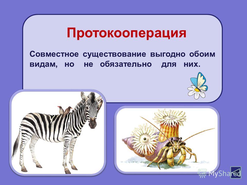 Что такое сосуществование в отношениях Что такое сосуществование в отношениях