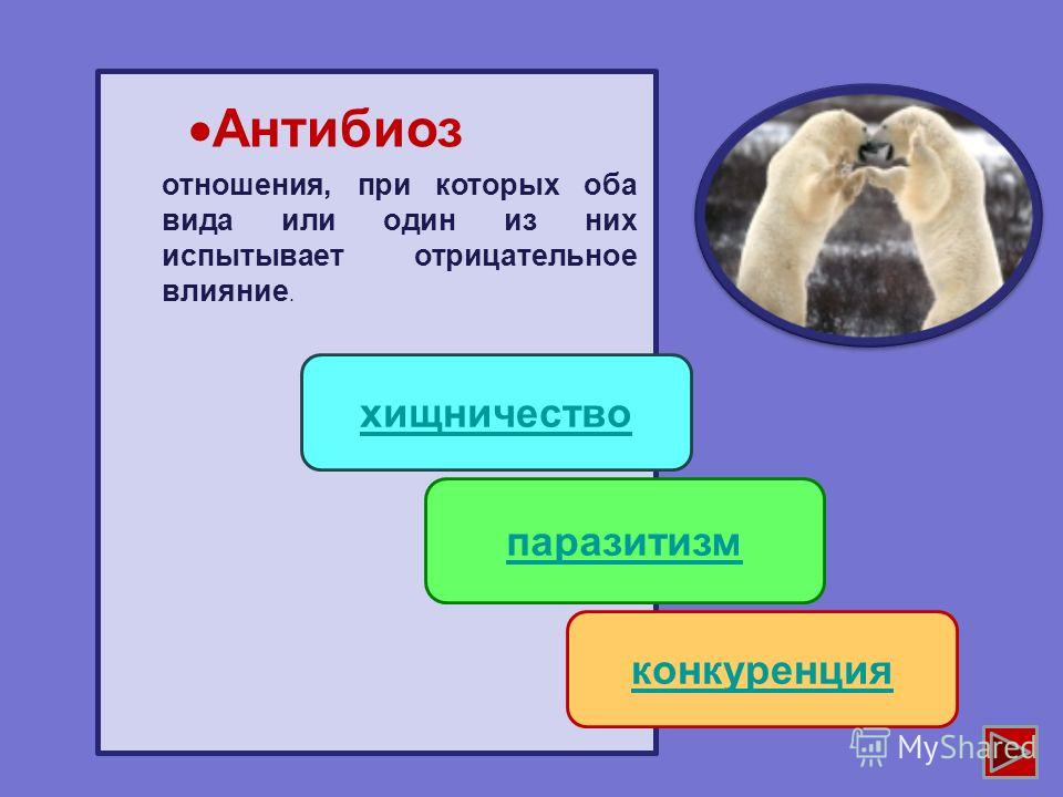 Что такое сосуществование в отношениях Что такое сосуществование в отношениях