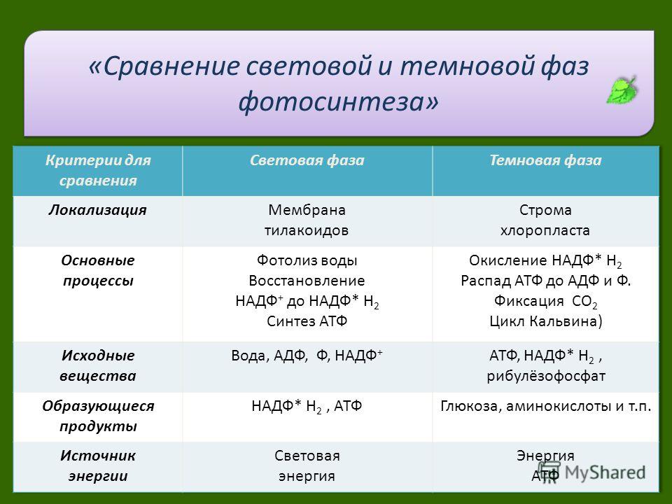 Биологии темновая фаза фотосинтеза 9 класс