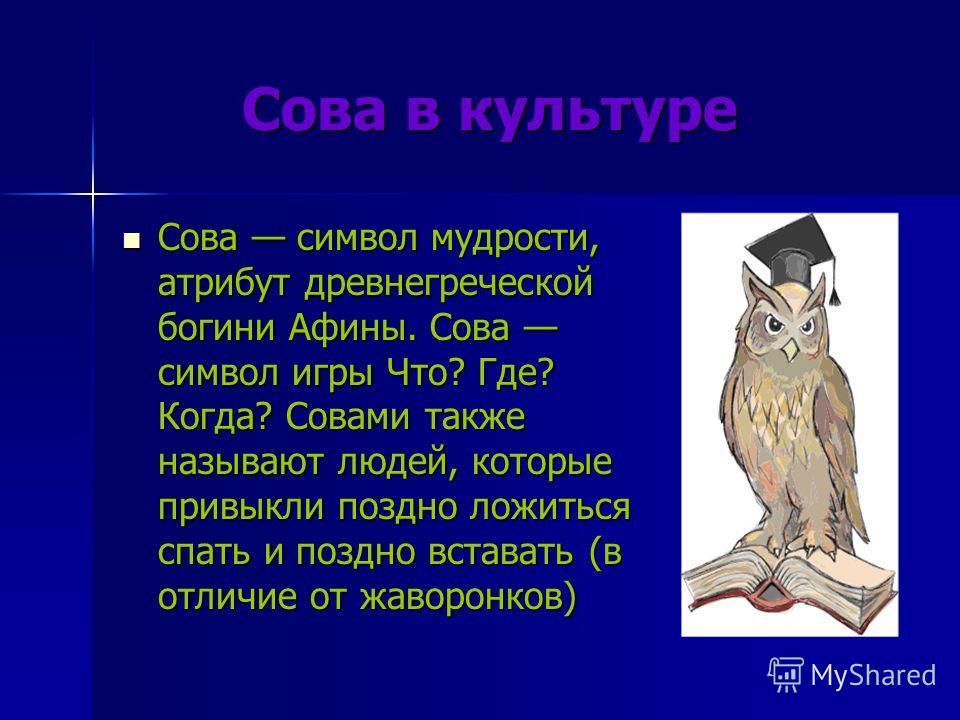 Сова символ что где когда почему Сова символ что где когда почему