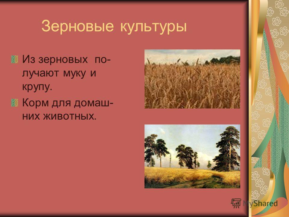 Зерновые Культуры В Беларуси Реферат