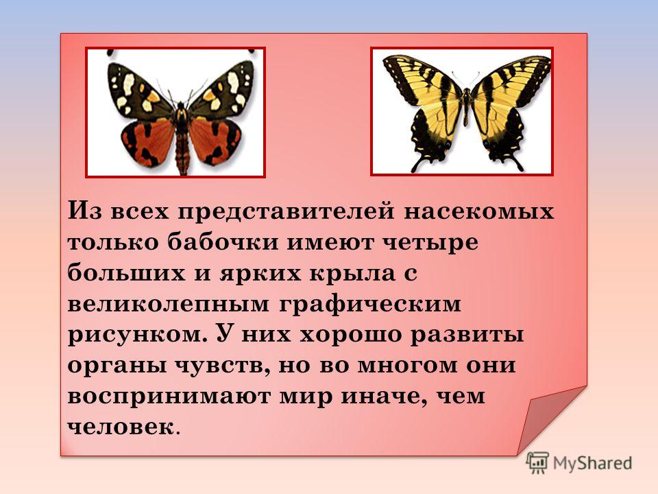 Из всех представителей насекомых только бабочки имеют четыре больших и ярких крыла с великолепным графическим рисунком. У них хорошо развиты органы чувств, но во многом они воспринимают мир иначе, чем человек. Из всех представителей насекомых только 
