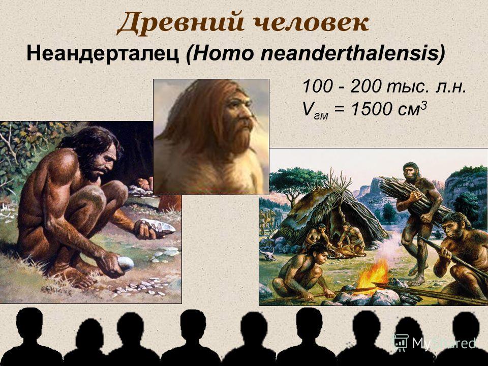 Древний человек 100 - 200 тыс. л.н. V гм = 1500 см 3 Неандерталец (Homo neanderthalensis)