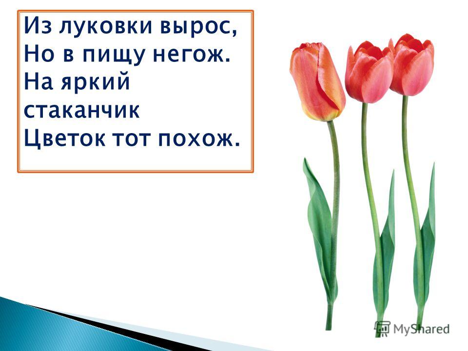 Праздник в эквадоре