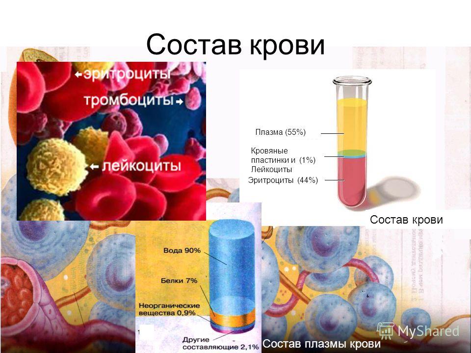 почистить кровь от паразитов почистить кровь от паразитов