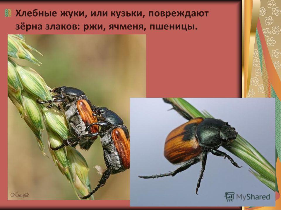 Вредители леса жуки Вредители леса жуки