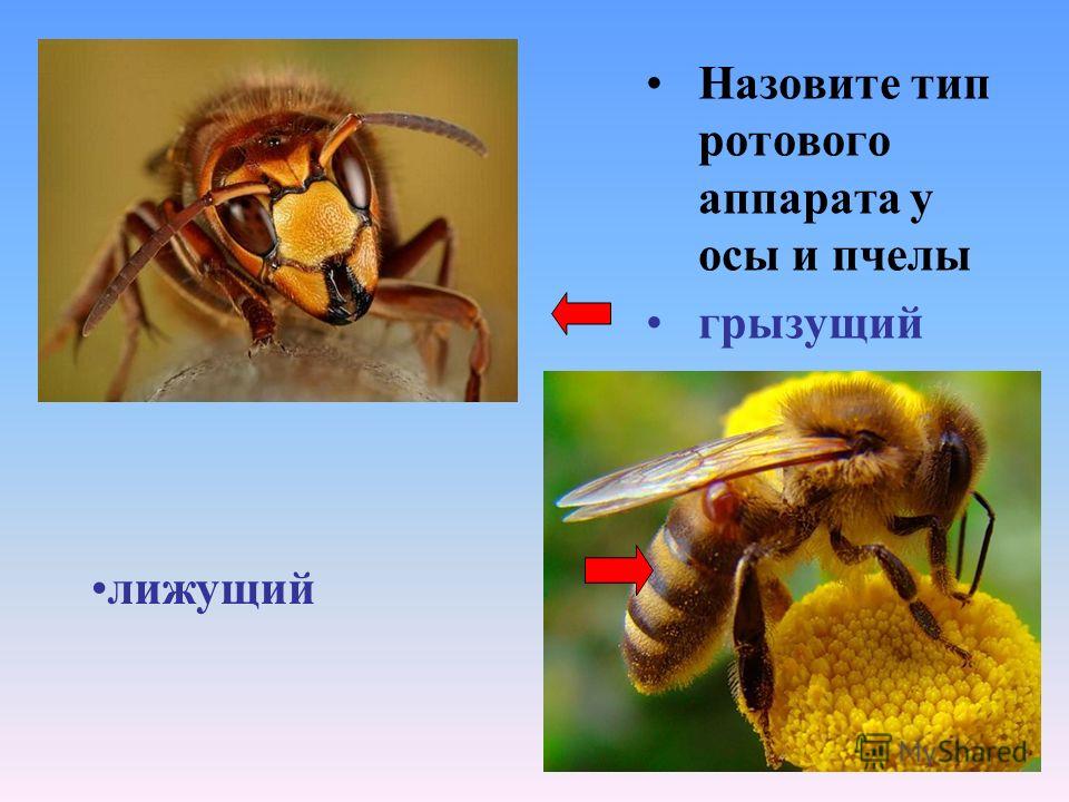 Назовите тип ротового аппарата у осы и пчелы грызущий лижущий