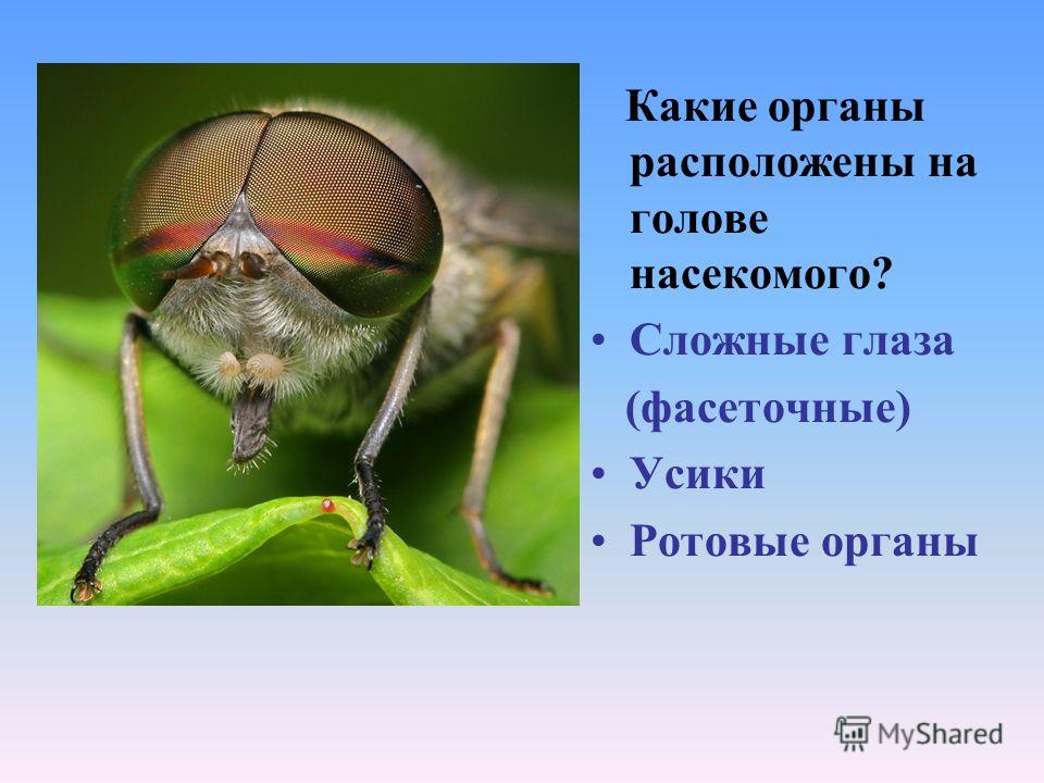 Какие органы расположены на голове насекомого? Сложные глаза (фасеточные) Усики Ротовые органы