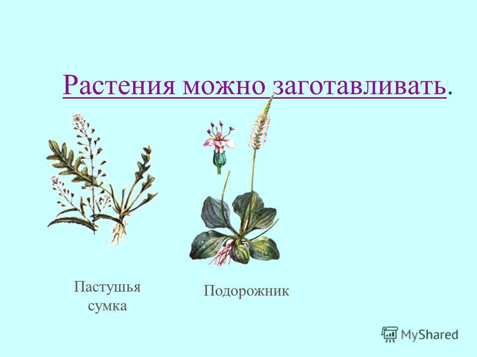 Редкие лекарственные растения. Примула( первоцвет) Валериана Плаун