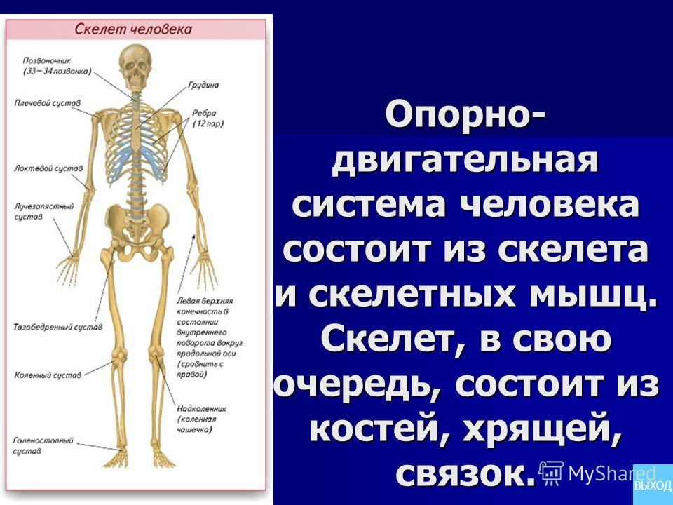 Строение Опорно-двигательной Систе Ы строение опорно-двигательной систе ы