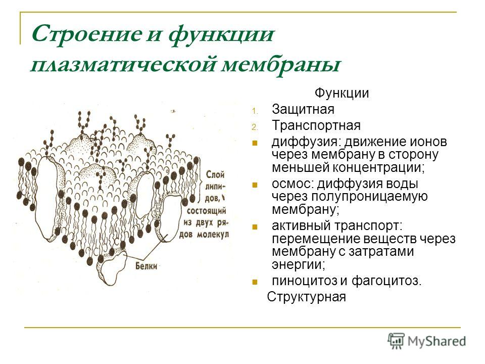 Какова функция клеточной структуры изображённой на рисунке Какова функция клеточной структуры изображённой на рисунке