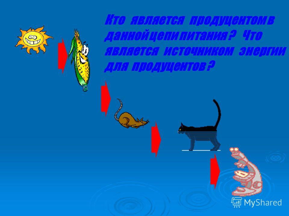 какие грибы являются паразитами человека какие грибы являются паразитами человека