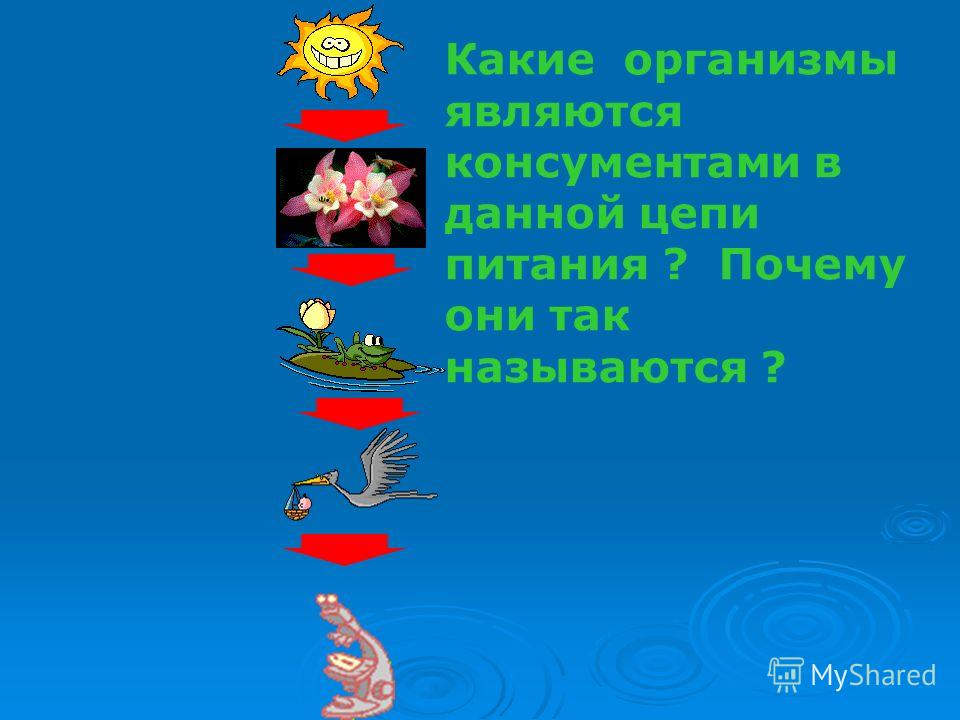Чем связаны грибы с растениями Чем связаны грибы с растениями