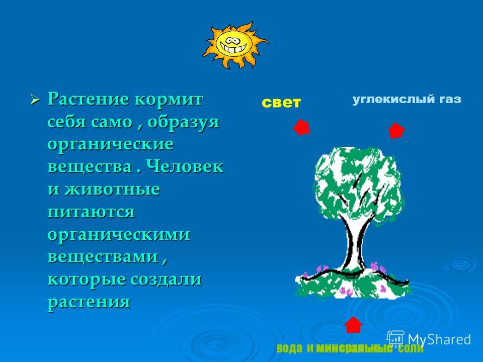 Какие животные связаны с растениями Какие животные связаны с растениями