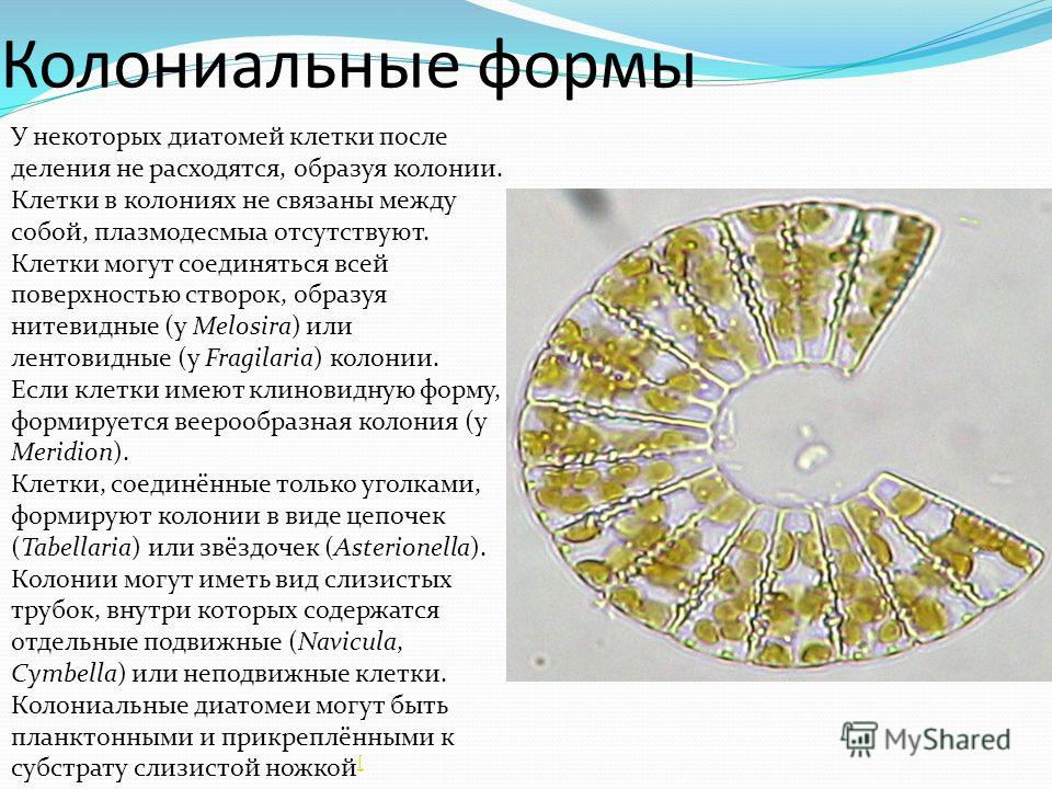Как клетки связаны между собой Как клетки связаны между собой