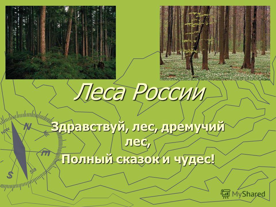 Презентация На Тему Леса России 4 Класс Окружающий Мир Скачать