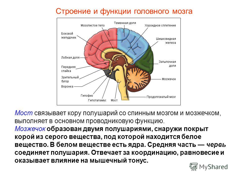 вашей как называется дыхательное представительство в варолиевом мосту достаточно тебя