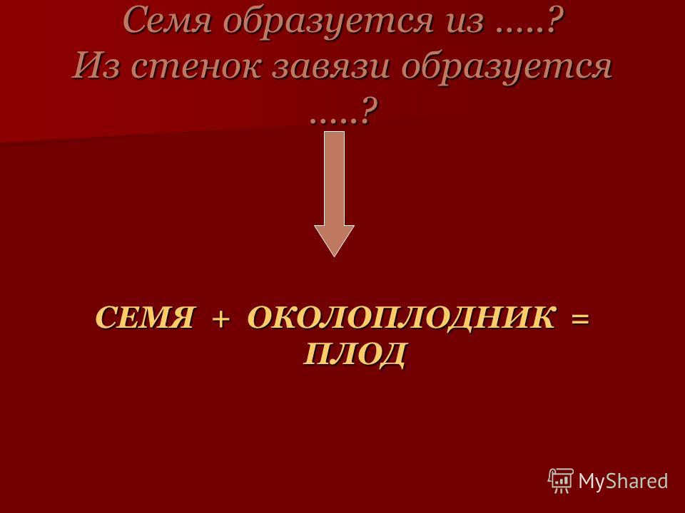 Из завязи образуется плод Из завязи образуется плод